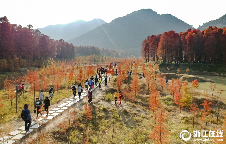 臨海：冬日紅杉林 神似喀納斯