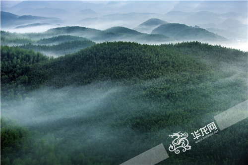 西部最大面積竹海藏身北緯30° 兩山槽地間孕育“竹子基因庫”