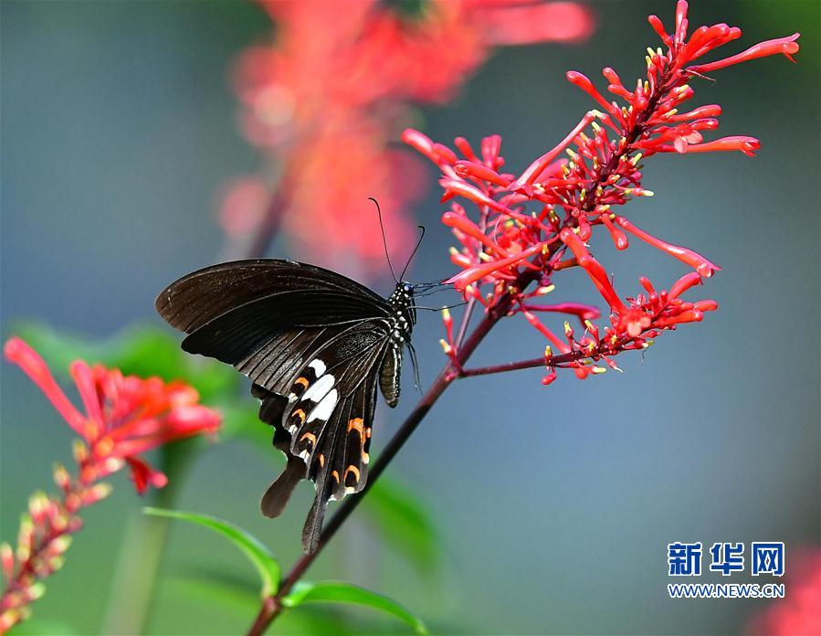 【高清圖2】【滾動新聞】【地市 福州】福州國家森林公園彩蝶戀紅花一幕