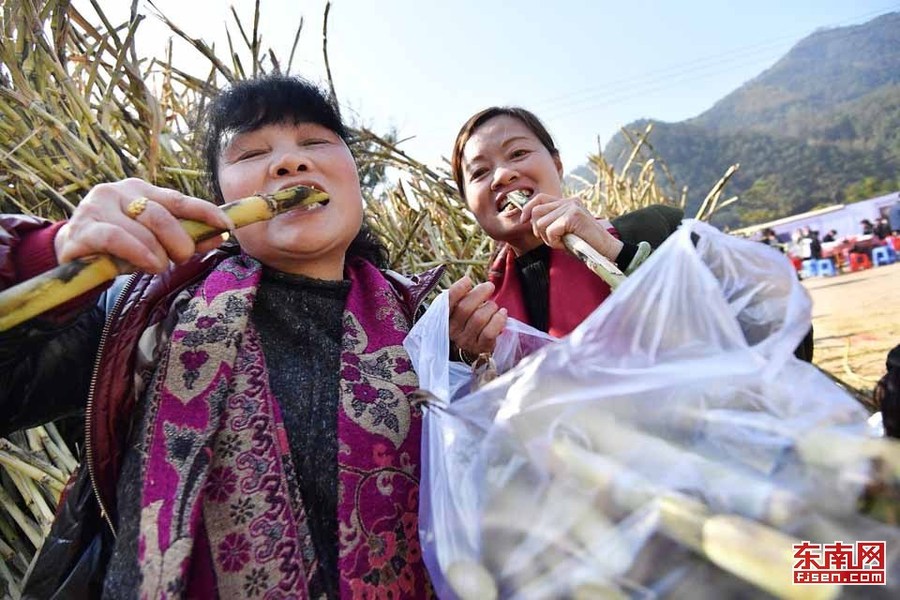 【高清圖4】【滾動新聞】松溪“百年蔗”旅遊節樂翻天 趣味體驗古法做紅糖