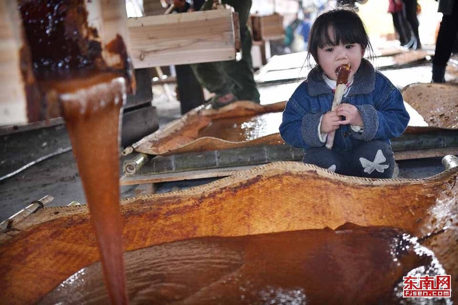 【高清圖4】【滾動新聞】松溪“百年蔗”旅遊節樂翻天 趣味體驗古法做紅糖