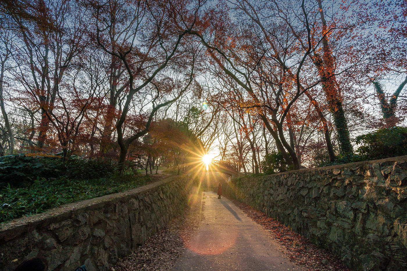 南京東郊紅楓崗已是“楓”情萬種