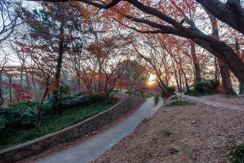 南京東郊紅楓崗已是“楓”情萬種