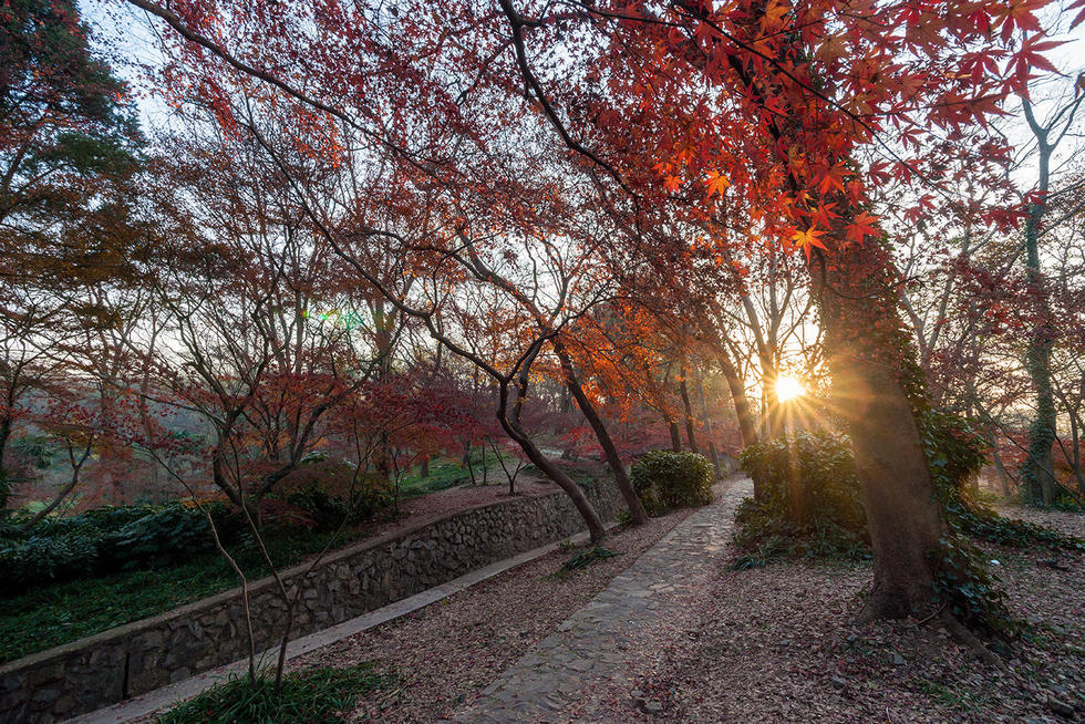 南京東郊紅楓崗已是“楓”情萬種