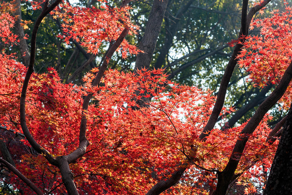 南京東郊紅楓崗已是“楓”情萬種