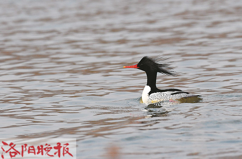 鳥中大熊貓中華秋沙鴨連續十年來洛越冬