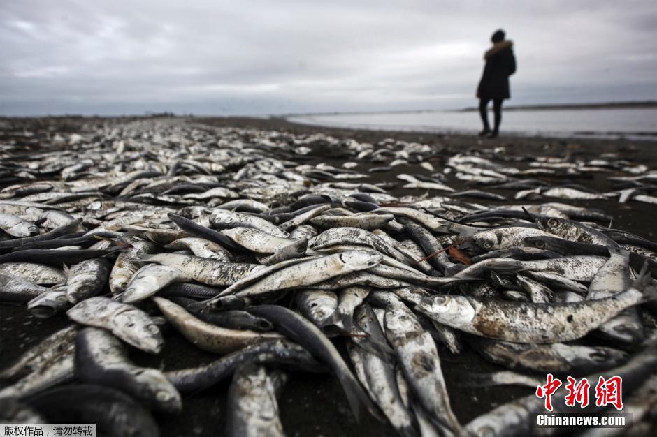 智利南部海域赤潮爆發 海洋生物死亡屍體鋪滿海灘