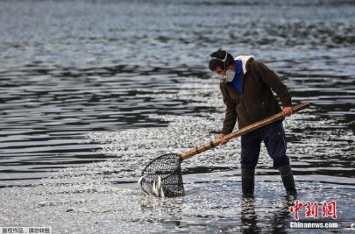 智利赤潮爆發致大量海洋生物死亡 死魚遍佈海灘