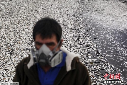 智利赤潮爆發致大量海洋生物死亡 死魚遍佈海灘