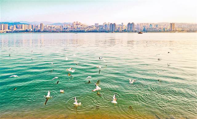 豐都：河鷗戲水