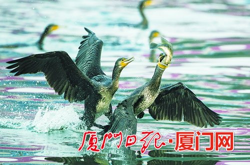 【焦點圖】【滾動新聞】廈門老友鸕鶿天空飛過展“人”字形雁陣