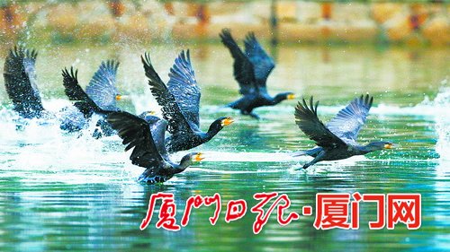 【焦點圖】【滾動新聞】廈門老友鸕鶿天空飛過展“人”字形雁陣