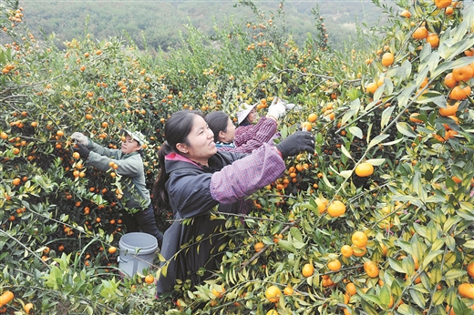 【焦點圖】（頁面標題）柳州：引領區域特色産業發展（內容頁標題） 優化政策 強化督導 引領區域特色産業發展   ——柳州市現代特色農業示範區創建工作掠影