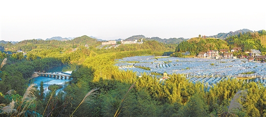 【焦點圖】（頁面標題）柳州：引領區域特色産業發展（內容頁標題） 優化政策 強化督導 引領區域特色産業發展   ——柳州市現代特色農業示範區創建工作掠影