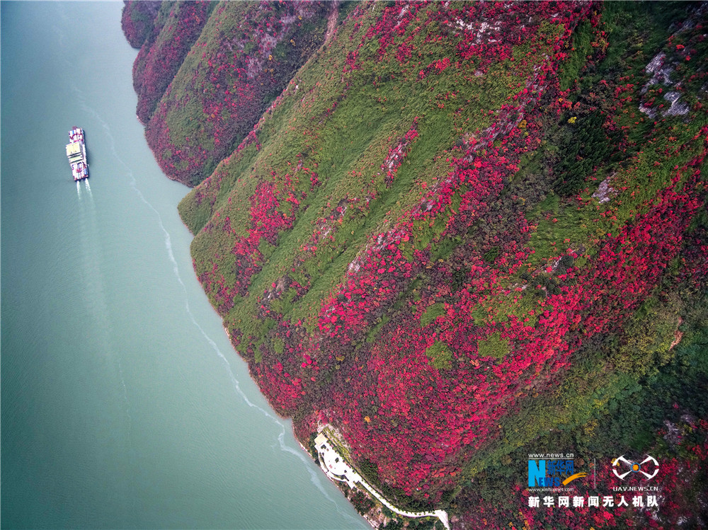 航拍長江三峽漫山紅葉美景