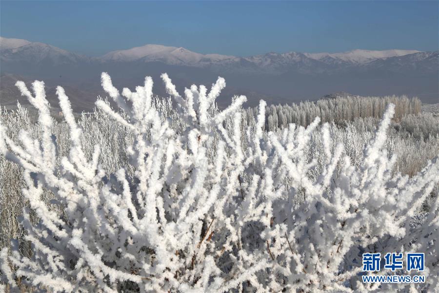 新疆阿勒泰現霧凇美景