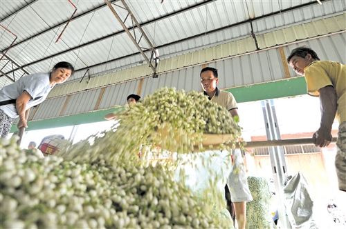 【金融投資-頭圖、文字列表】滿城盡飄茉莉香 致富花開特色鎮