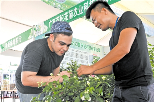 【金融投資-頭圖、文字列表】滿城盡飄茉莉香 致富花開特色鎮