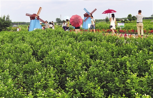 【金融投資-頭圖、文字列表】滿城盡飄茉莉香 致富花開特色鎮