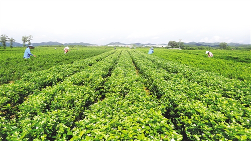 【金融投資-頭圖、文字列表】滿城盡飄茉莉香 致富花開特色鎮