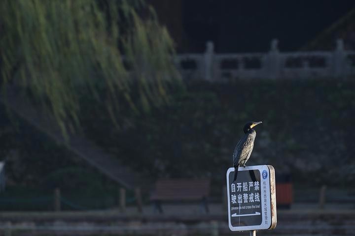 “遠方客人”到齊 西湖候鳥季來了