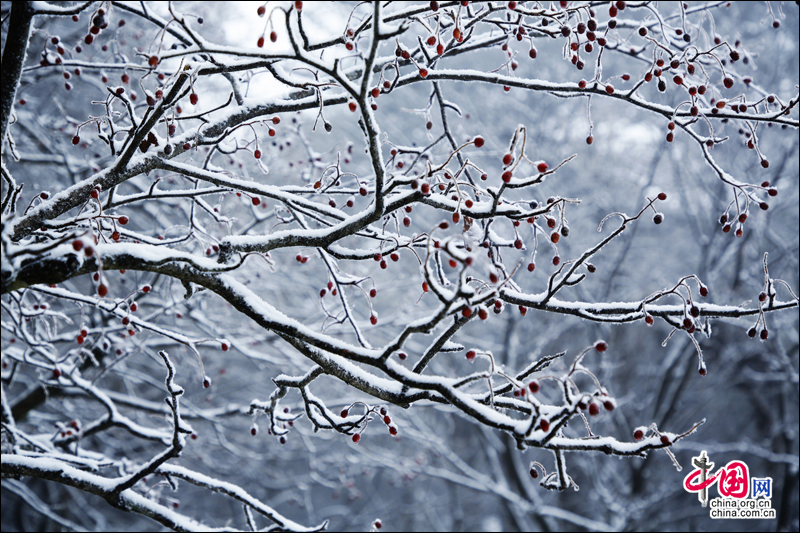 黃山風景區入冬以來第一場雪如期而至