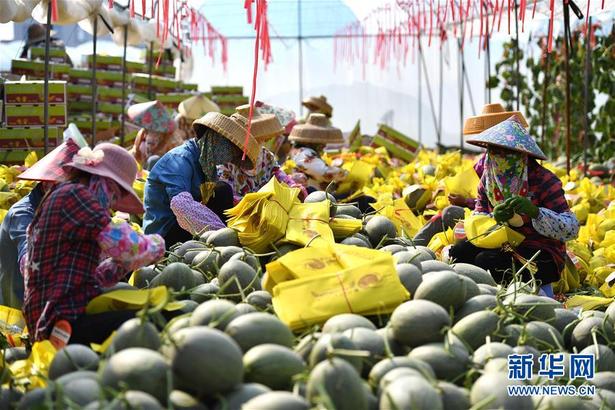 【食品農業圖文列表】【即時快訊】海南樂東蜜瓜的“清甜”哪來？