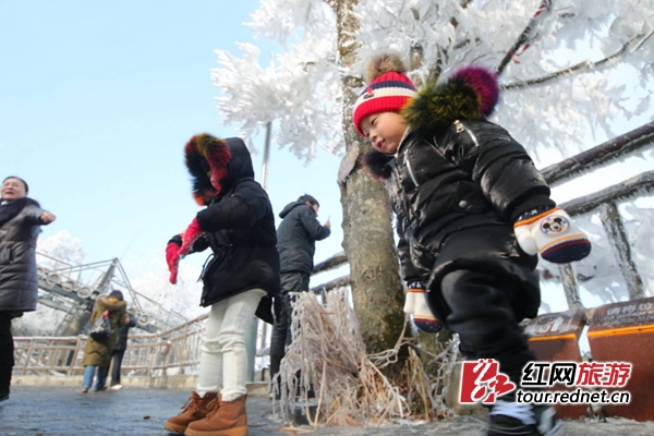 美翻了！張家界天門山霧凇宛若瓊玉