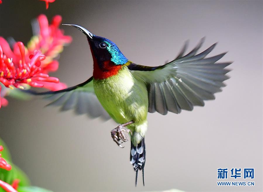 特寫：冬季到福州來看太陽鳥