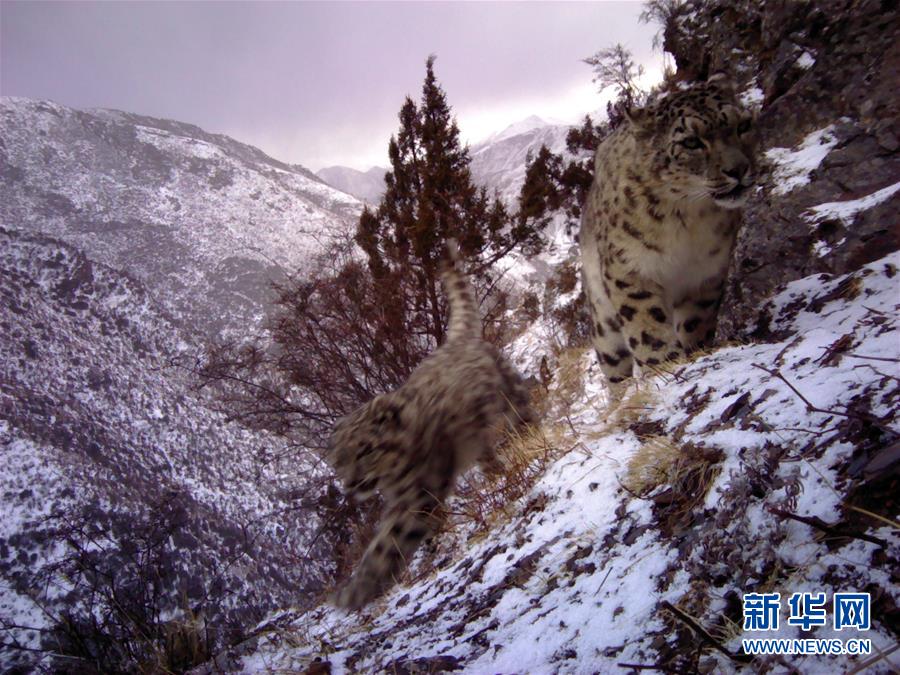 西藏昌都怒江河谷拍攝到健康雪豹種群