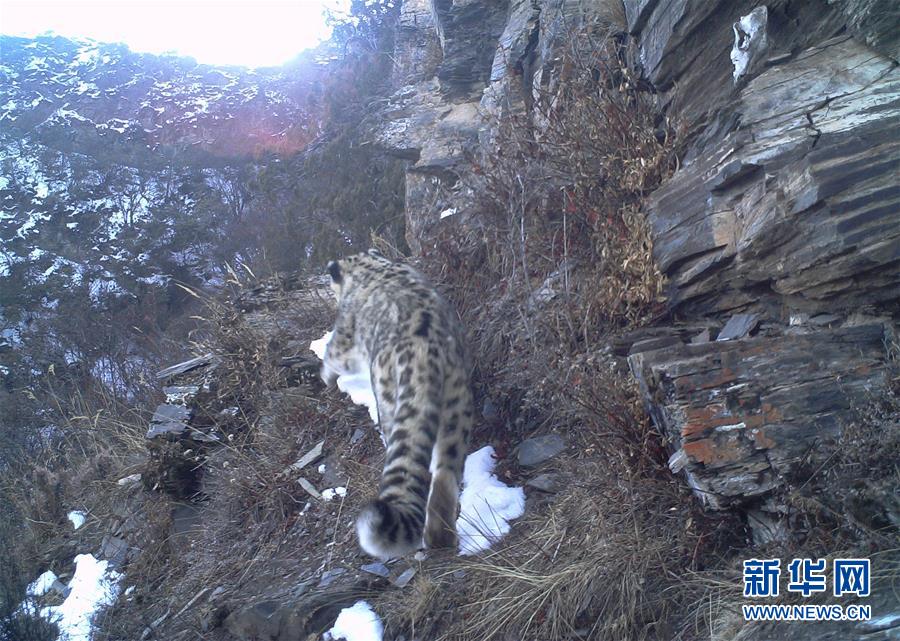 西藏昌都怒江河谷拍攝到健康雪豹種群