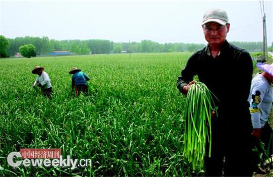 大蒜瘋漲調查：蒜商包地炒蒜 有人籌數千萬欲囤蒜