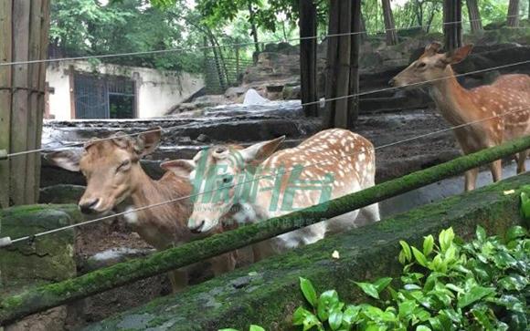 網曝重慶動物園梅花鹿被鋸鹿角 園方稱未牟利