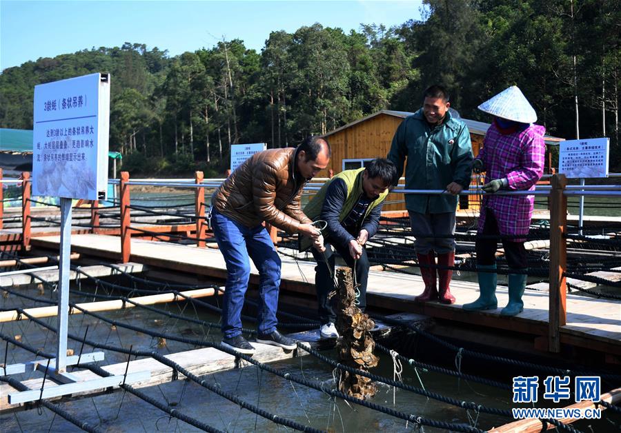 廣西欽州：養殖大蠔 助農增收