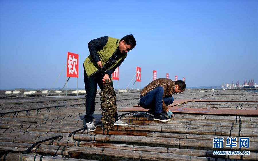 廣西欽州：養殖大蠔 助農增收