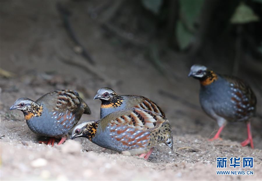 “人來鳥不驚”——走進雲南高黎貢山“觀鳥聖地”