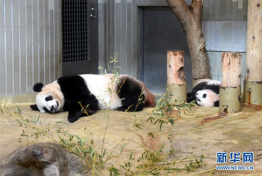 大熊貓幼崽“香香”亮相東京上野動物園