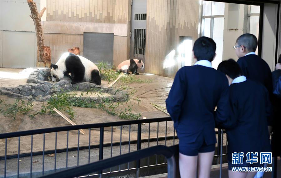 大熊貓幼崽“香香”亮相東京上野動物園