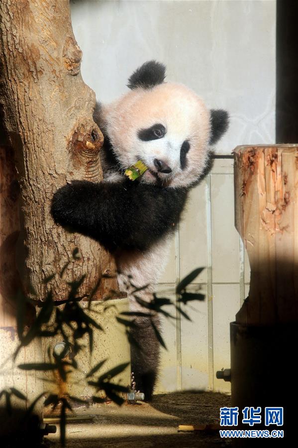 大熊貓幼崽“香香”亮相東京上野動物園