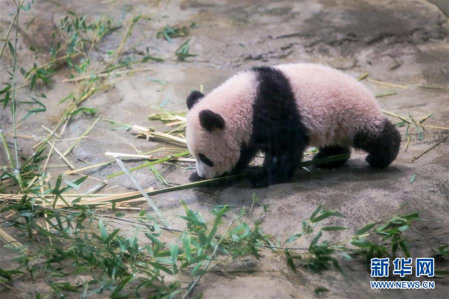 大熊貓幼崽“香香”亮相東京上野動物園