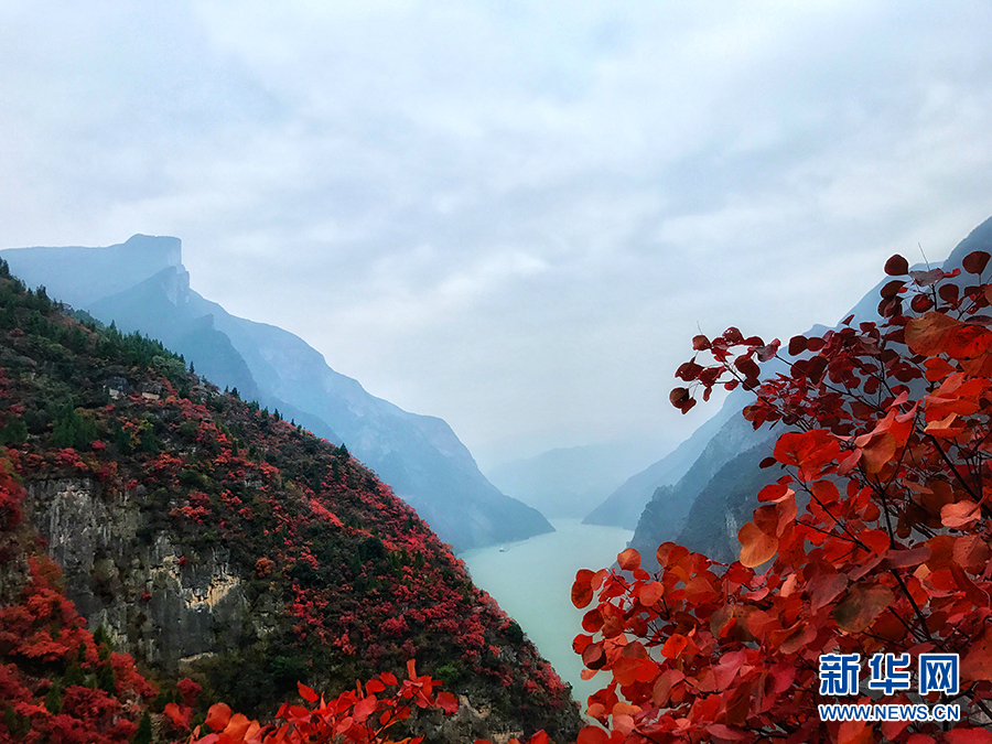 瞿塘峽兩岸層林盡染 紅葉青山水急流