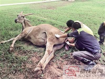 罕見連體羚羊寶寶未出世夭折 大羚羊母親難過落淚(圖)