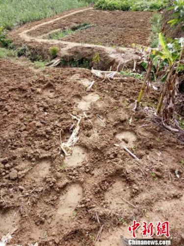 西雙版納“象出沒” 2頭野象深夜闖入街道遊蕩