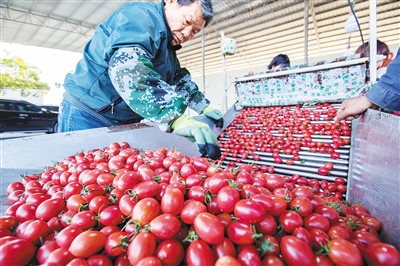 【食品農業圖文列表】【即時快訊】陵水聖女果陸續成熟上市