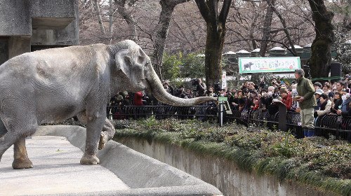 日本國內最高齡大象“花子”死亡 安詳離世(圖)