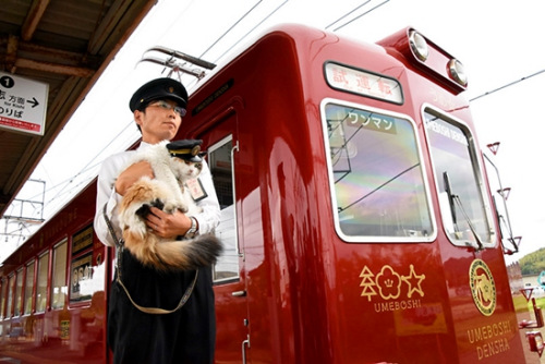 日本梅星號電車公開外觀 貓咪站長賣萌助陣(圖)