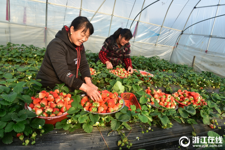 建德：頭茬草莓暢銷市場