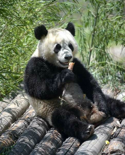 港媒:大熊貓數量增加 受威脅等級從瀕危降為易危