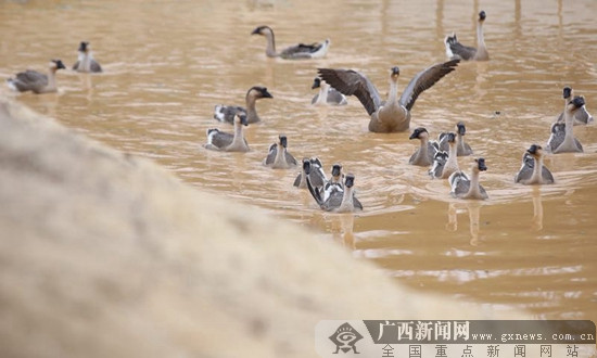 【焦點圖】（首頁標題）以雁鵝為媒 鋪就致富路（內容頁標題）[學習十九大 開拓新港口]以雁鵝為媒 鋪就致富路