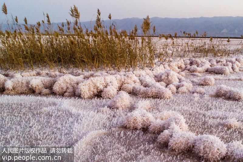 山西運城隨著氣溫下降 鹽湖綻放美麗“硝花”